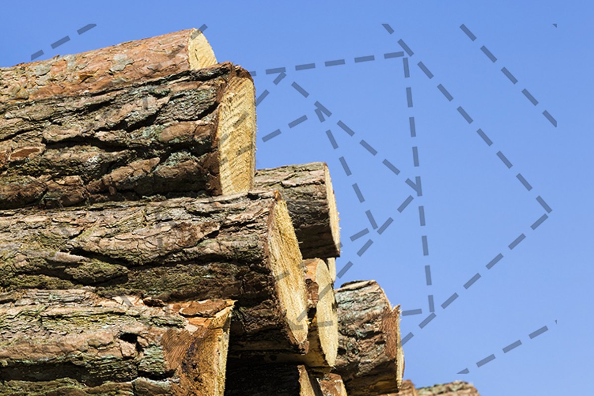 pine trunks example image 1