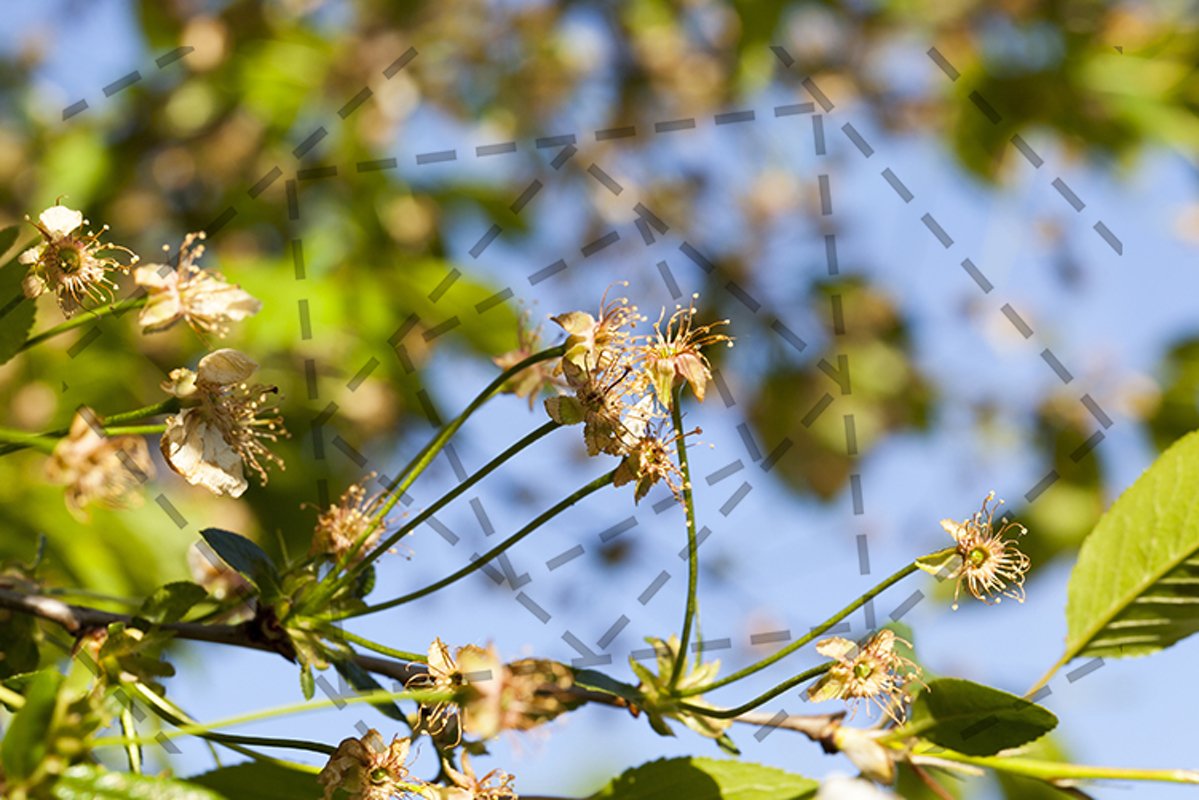 faded cherry blossoms example image 1