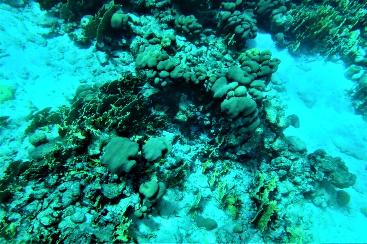 Incredible underwater world in Aruba, the Caribbean example image 1