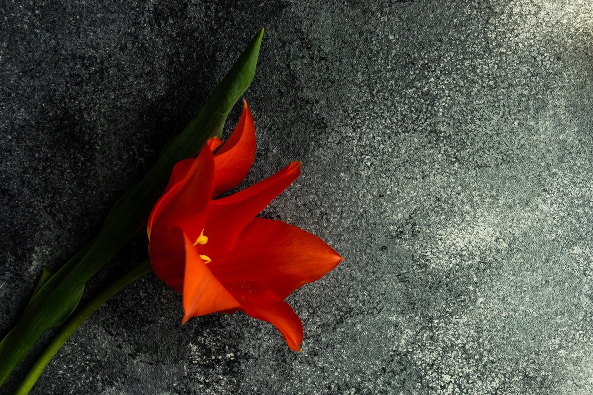Beautiful tulip flowers example image 1