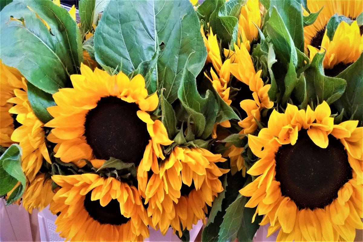 A selection of amazing colourful flowers example image 1