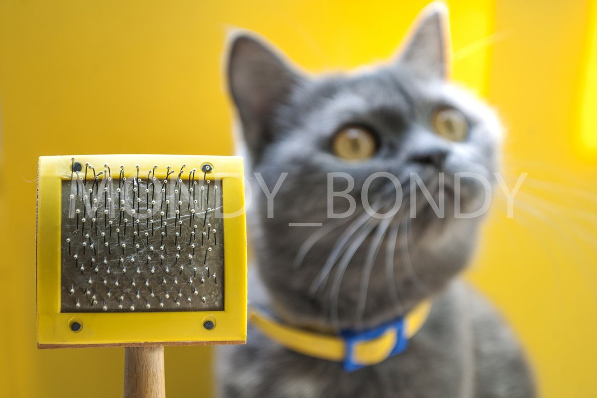 cat comb close-up and gray cat on a yellow background example image 1