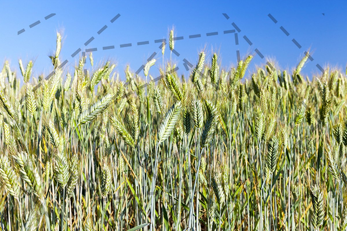 Field with cereal example image 1