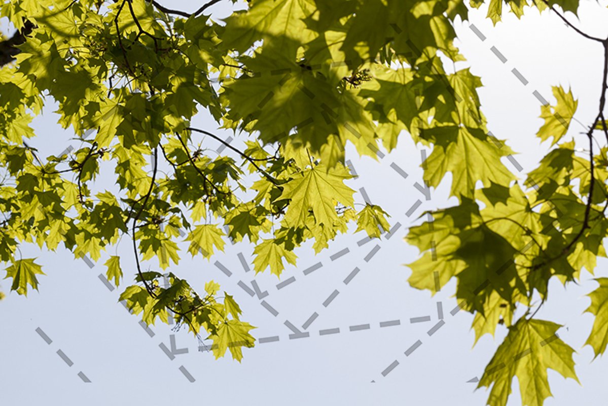 Maple foliage example image 1