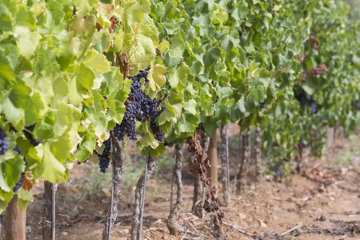 Ripe grapevine for red wine in the valley example image 1