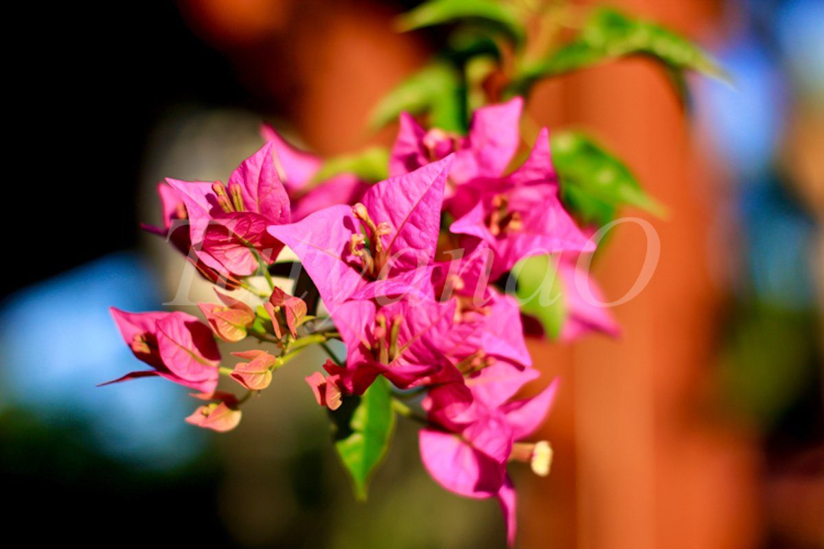 Beautiful floral background. example image 1