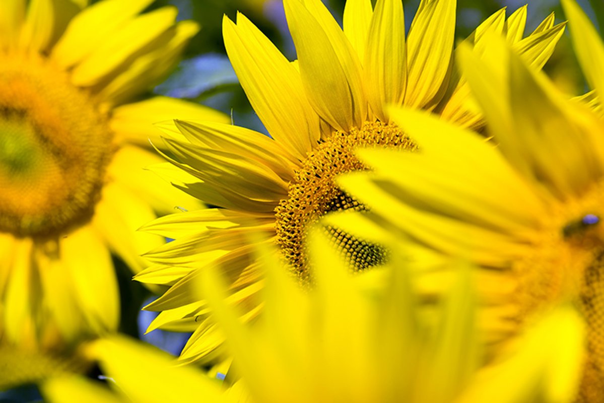 group sunflower in Europe example image 1