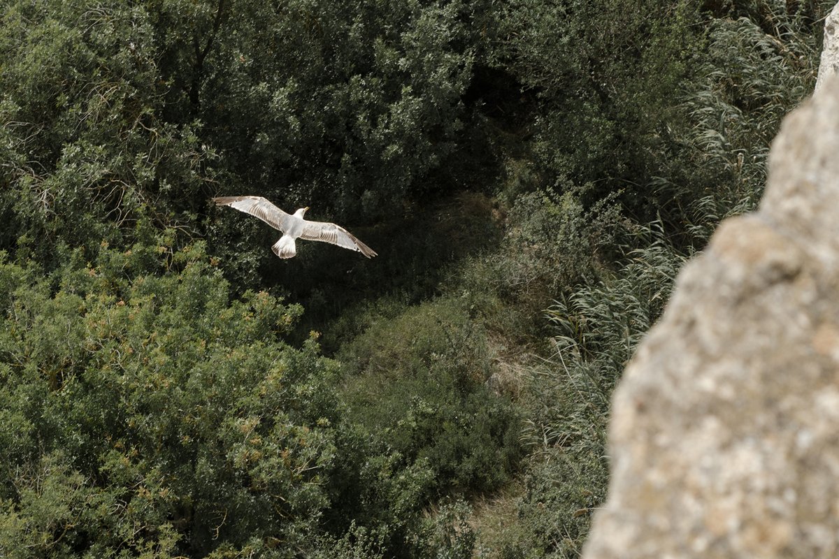 Seagull on a green background. nature. example image 1