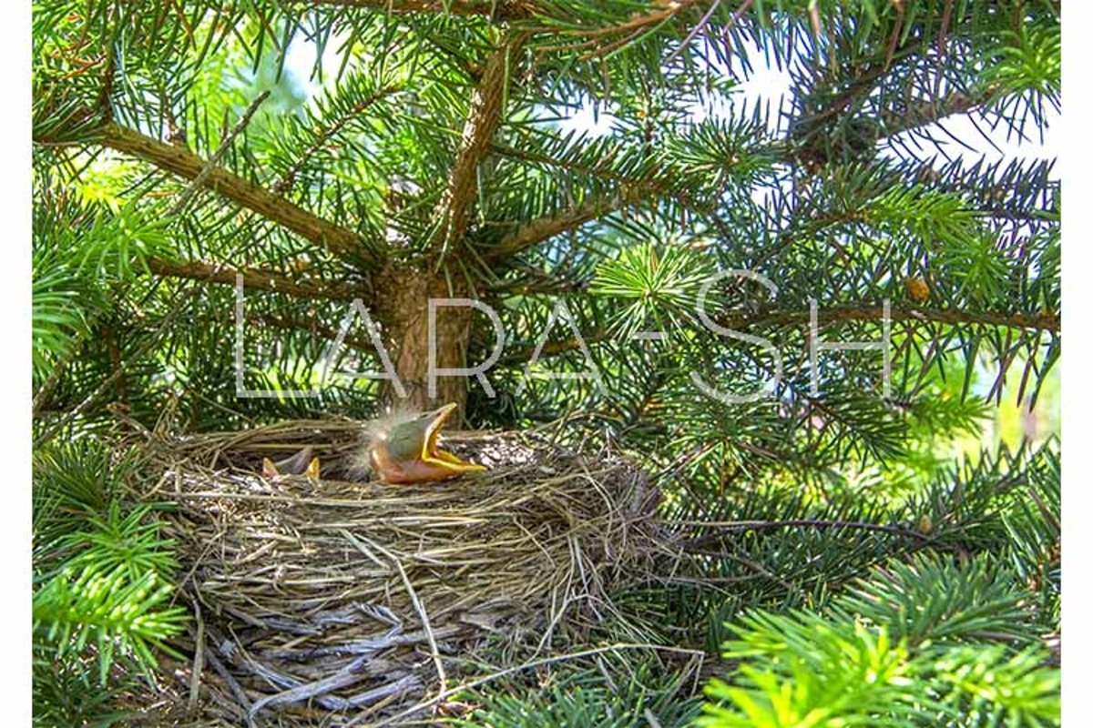 Baby birds turdus pilaris chicks in nest example image 1
