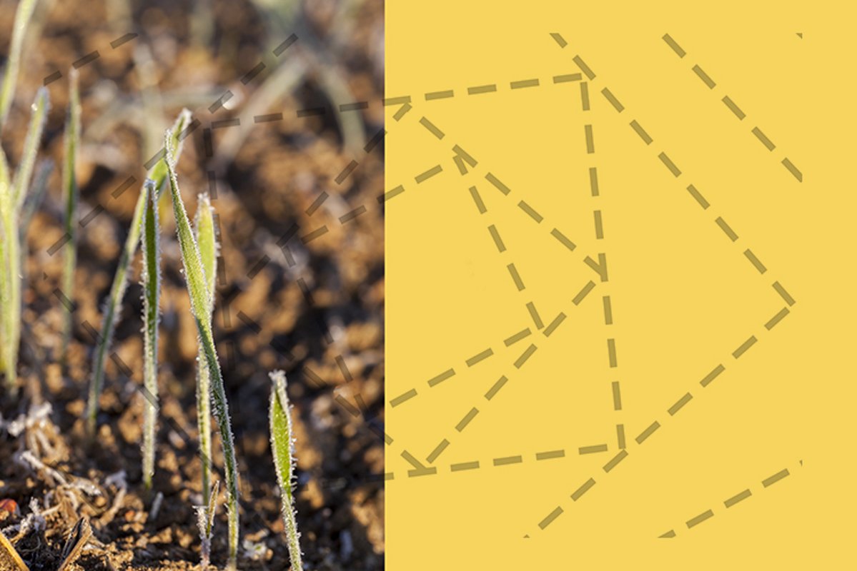 grass in winter example image 1