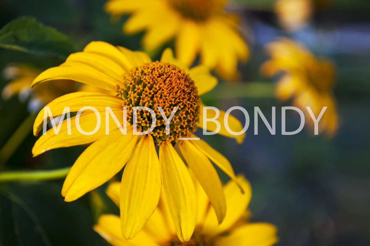 Yellow Rudbeckia hirta close up example image 1