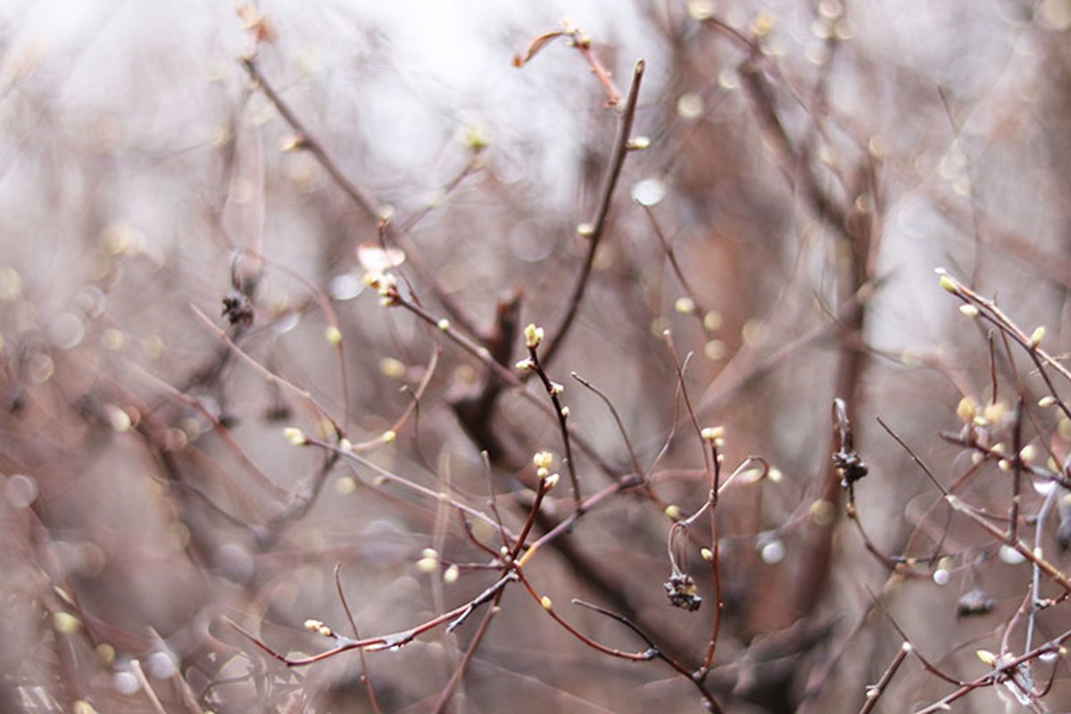 background of tree branches close-up example image 1