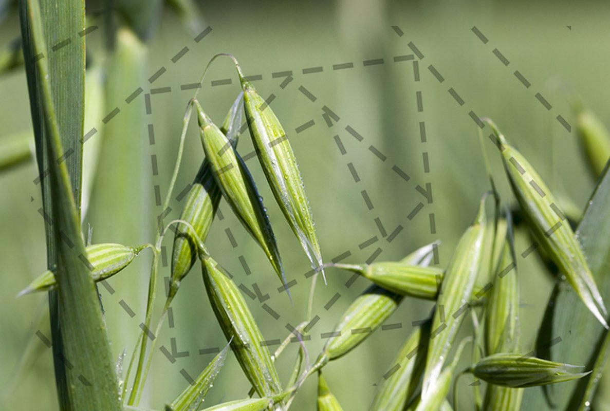 oat example image 1