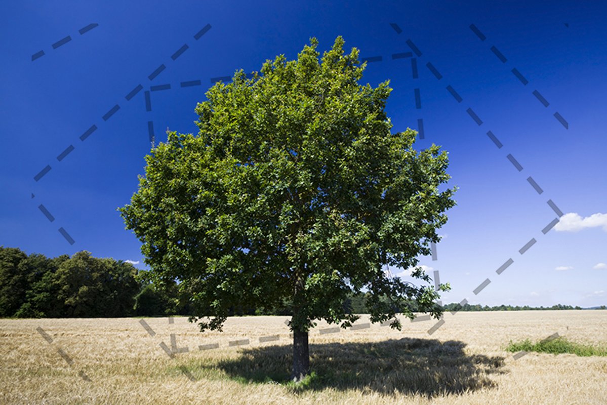 lone oak example image 1
