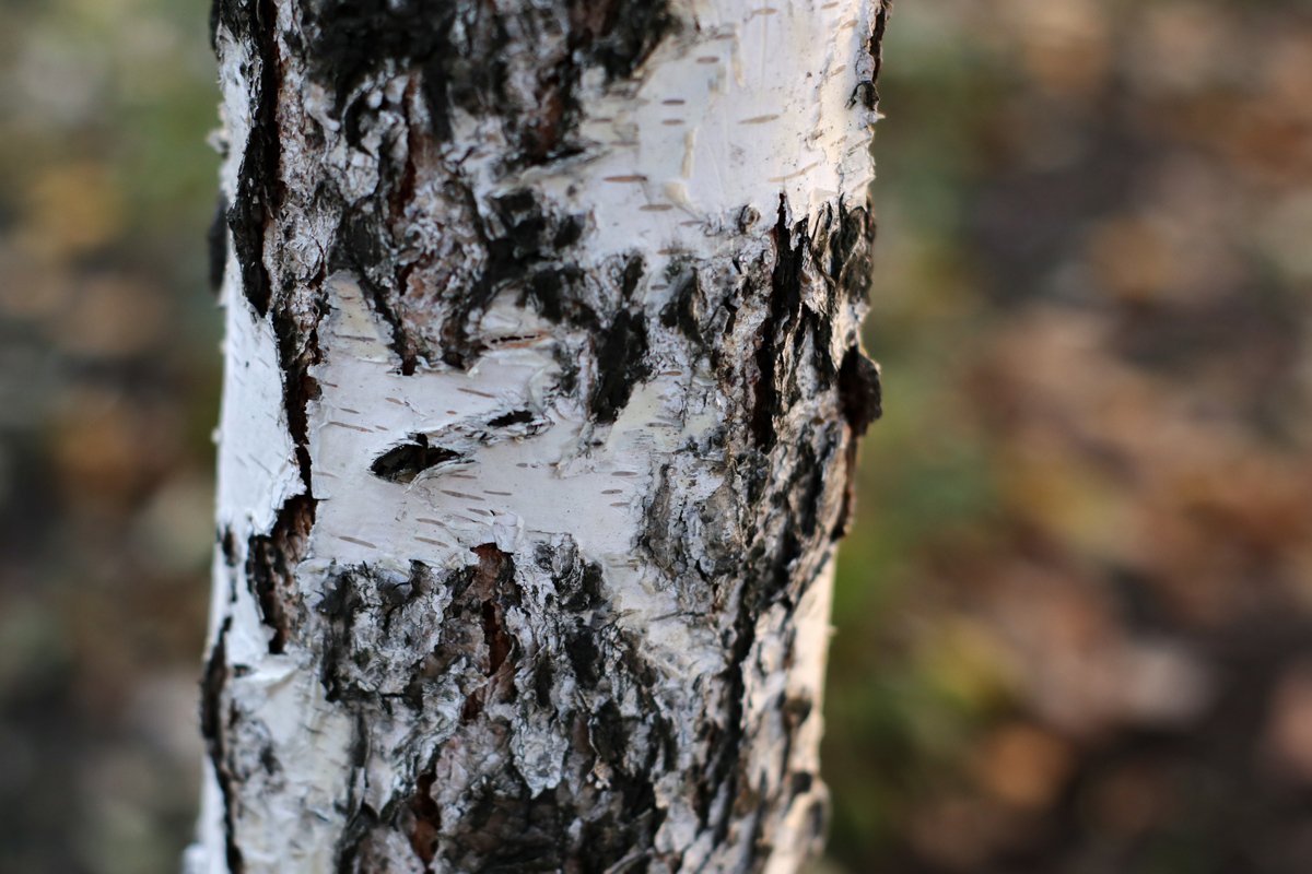 white birch bark close up on a blurred background example image 1