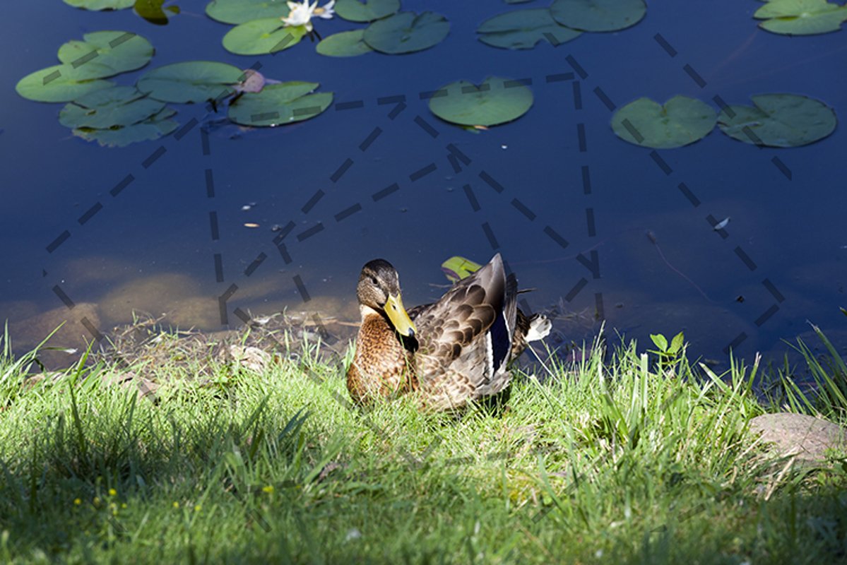 The young duck autumn rest grass lake example image 1