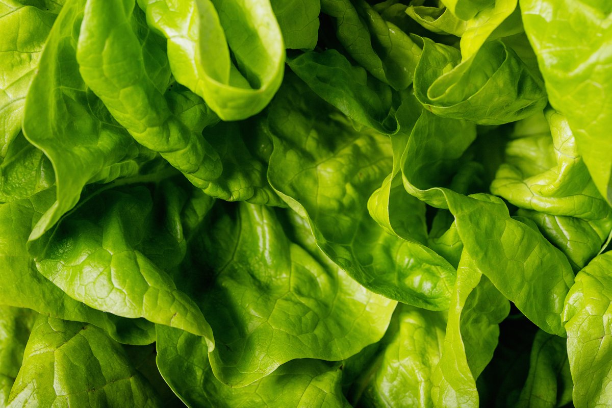 Fresh lettuce example image 1