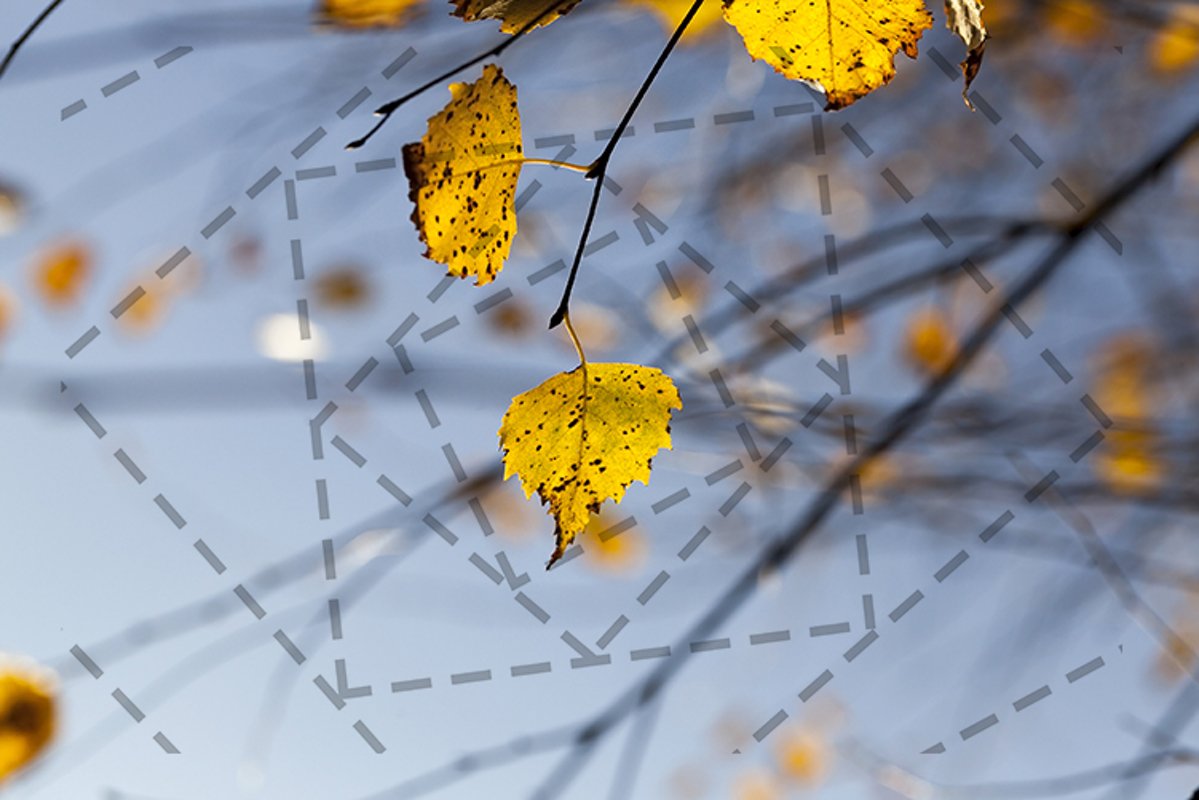 yellow birch leaves example image 1