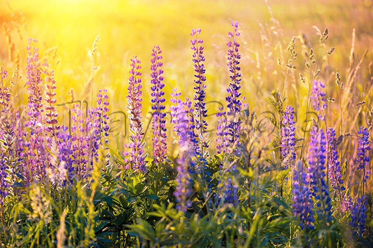 Field with purple lupine flowers with sunset rays. example image 1
