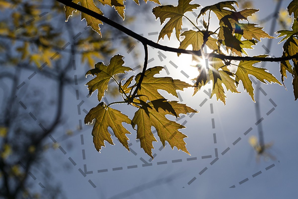 backlit young foliage example image 1