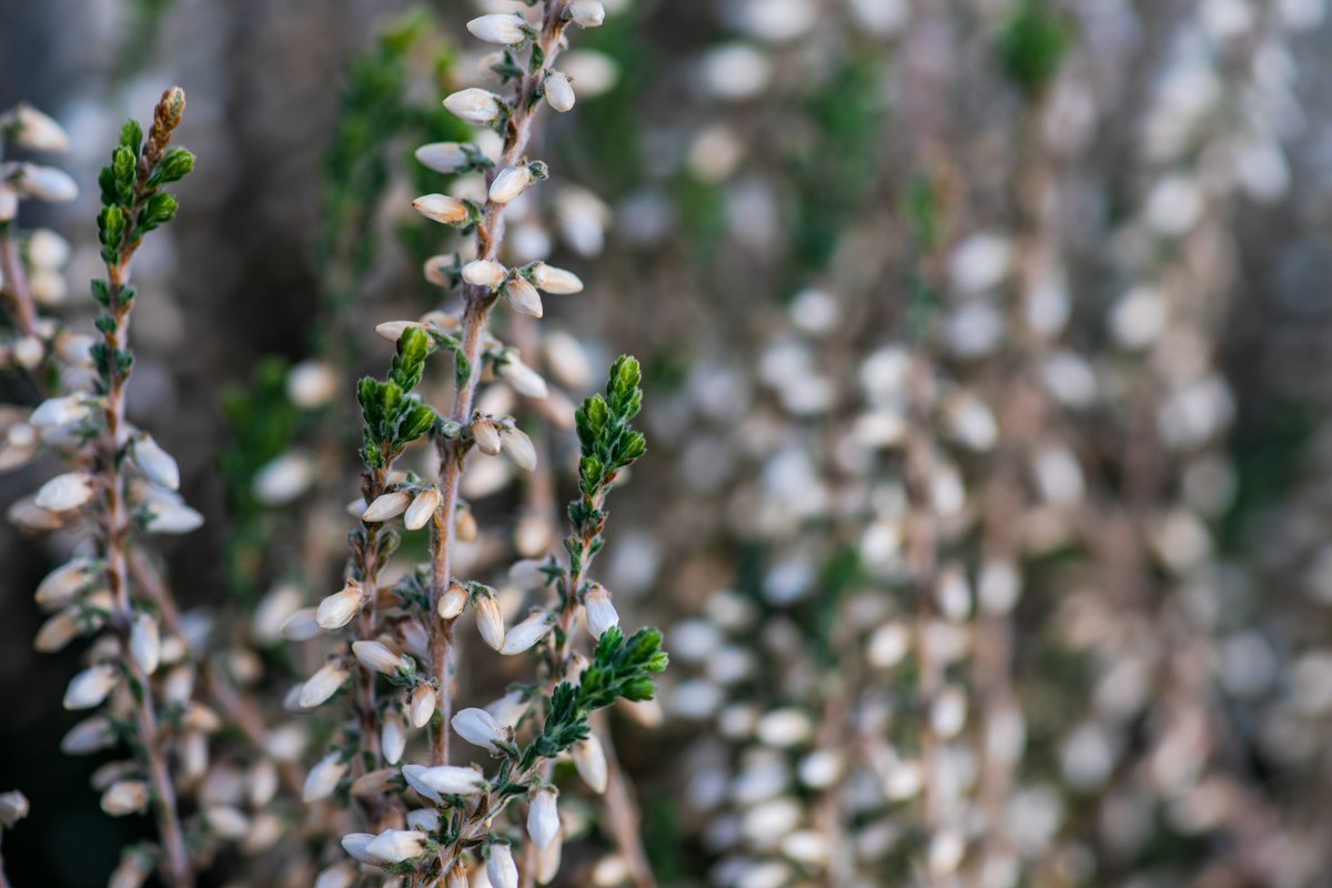 Calluna flowers blooming in a garden as a natural background example image 1