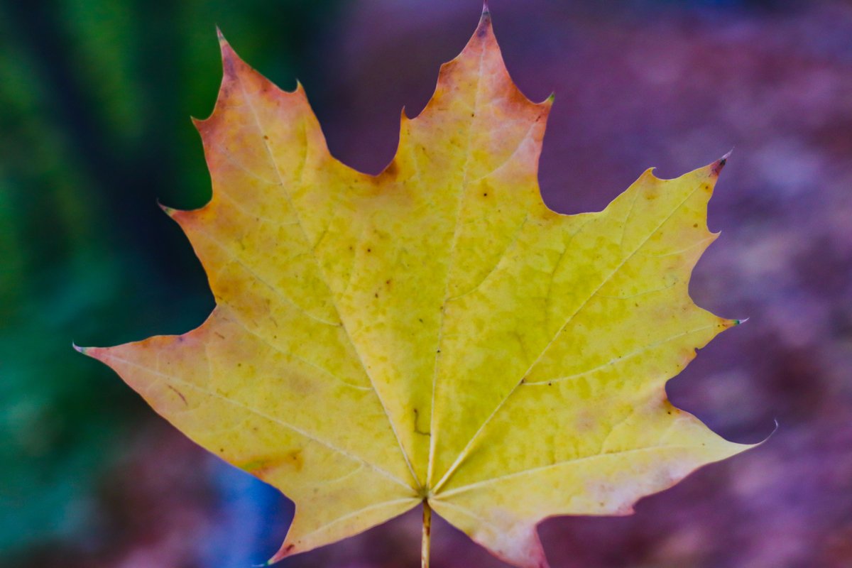 yellow autumn leaf close up example image 1
