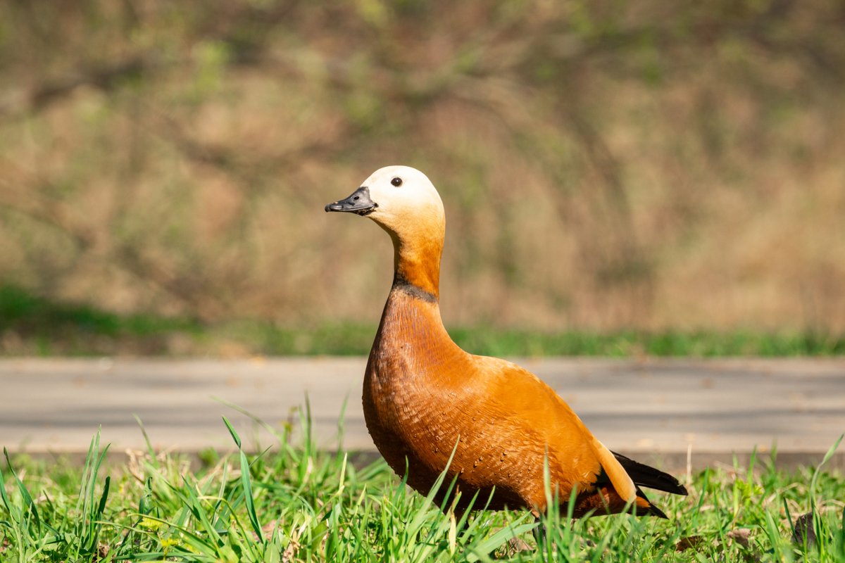 Duck on the shore example image 1