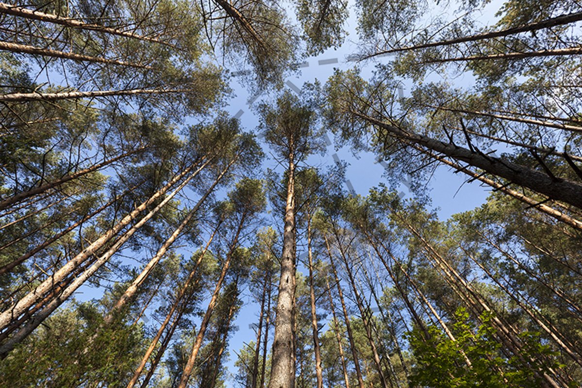autumn mixed forest example image 1