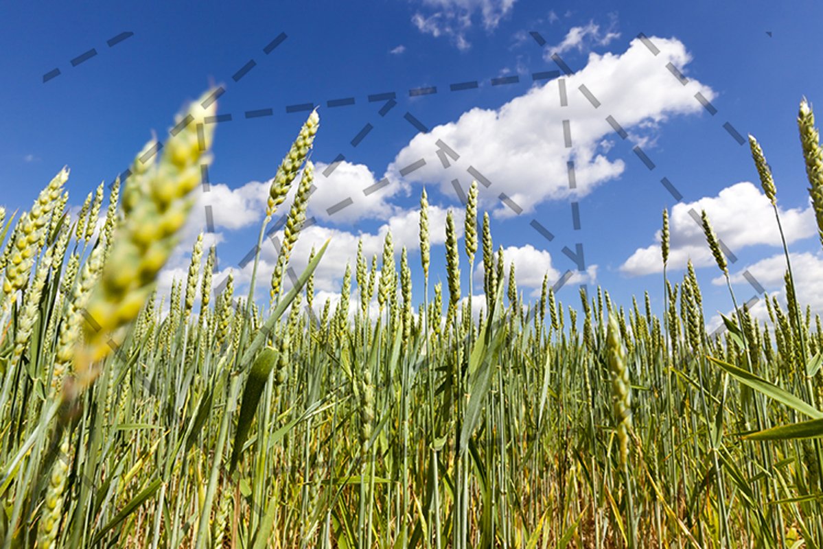 green ear of wheat example image 1