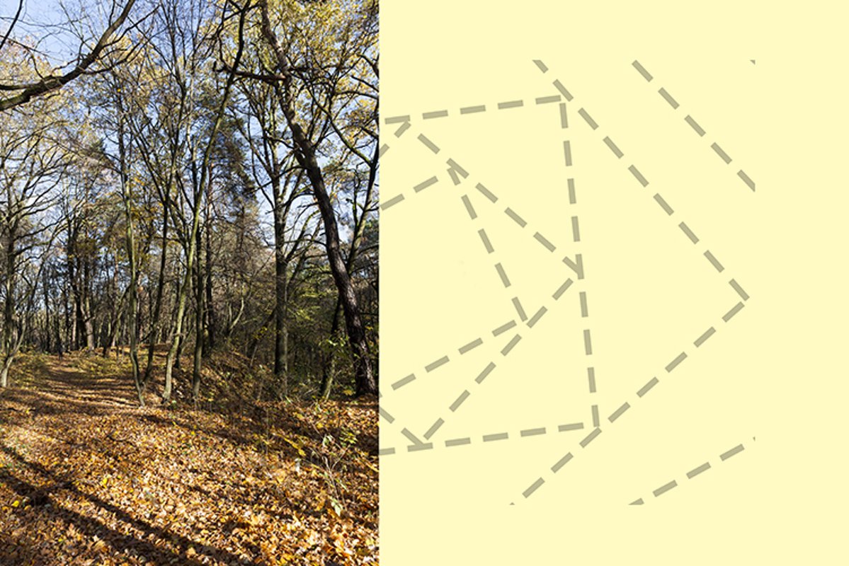 trees in the autumn season example image 1
