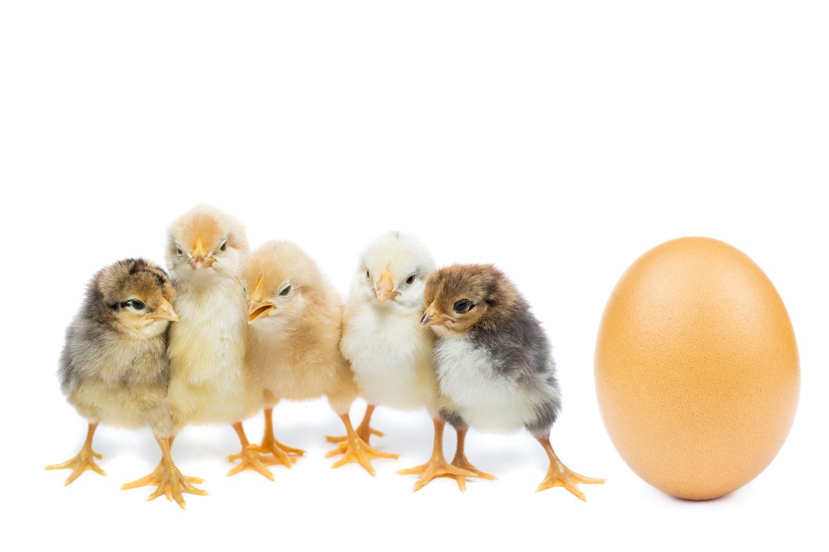chicken egg on white background example image 1
