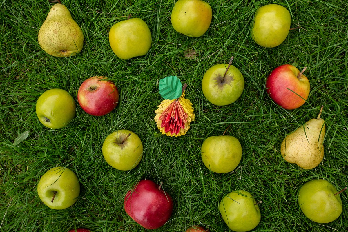 Autumn Apple harvest background wicker basket on green grass example image 1