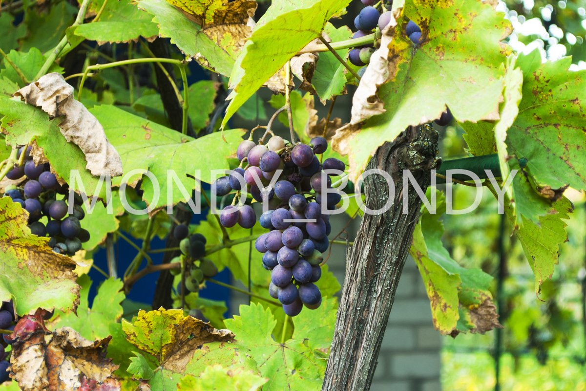 bunch of blue grapes on a bush example image 1