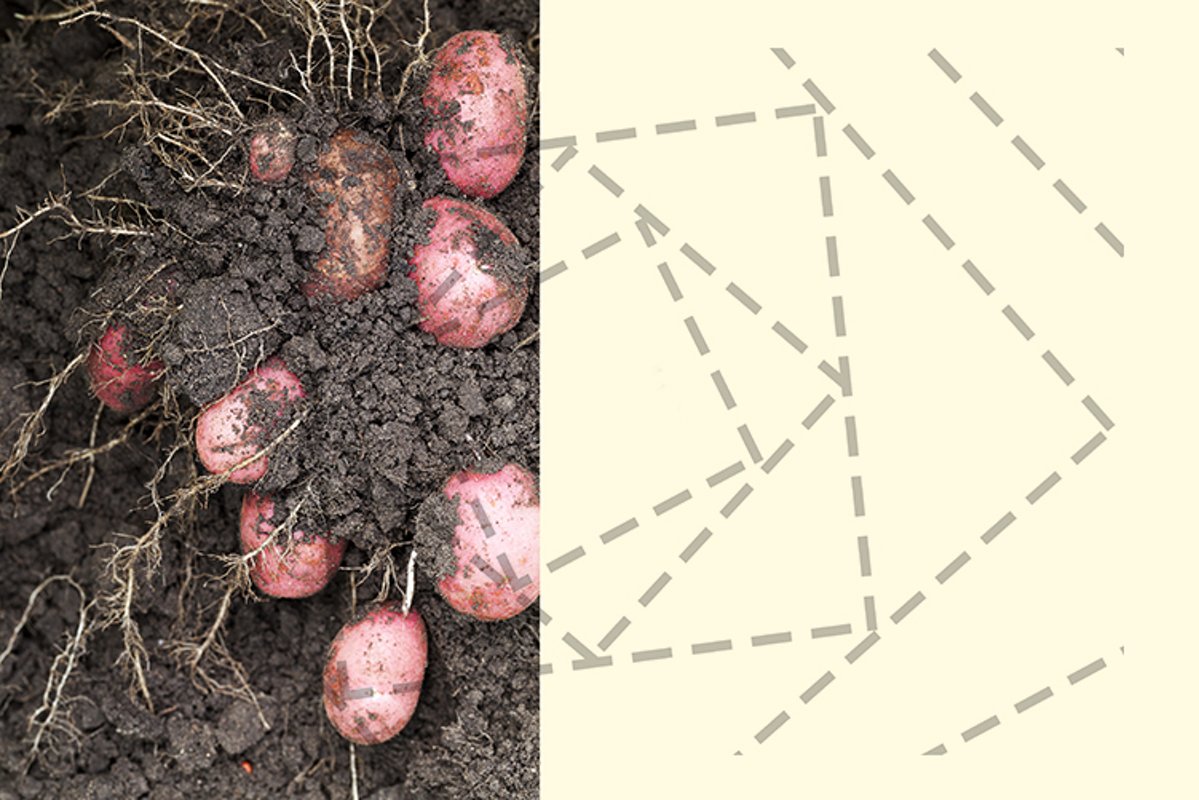 potato of red color example image 1