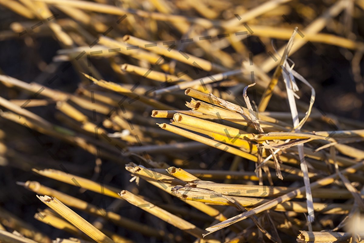 stubble details example image 1