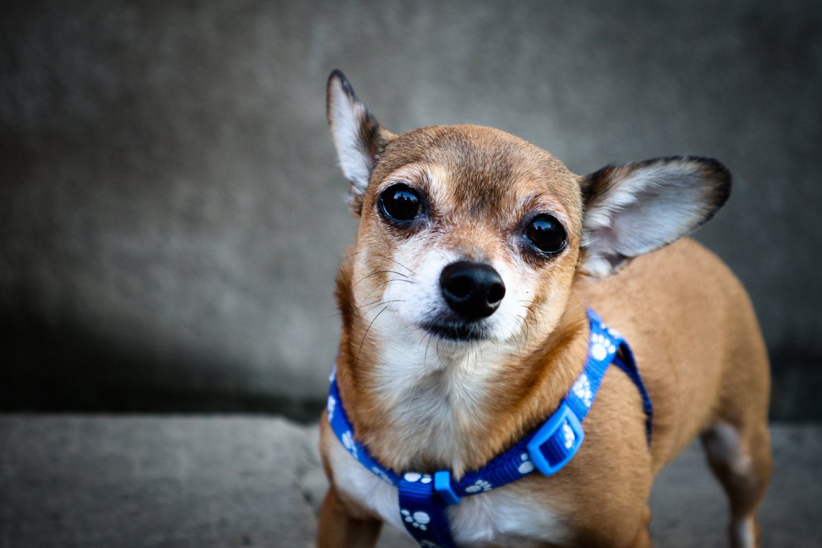 portrait of red chihuahua with a harness example image 1