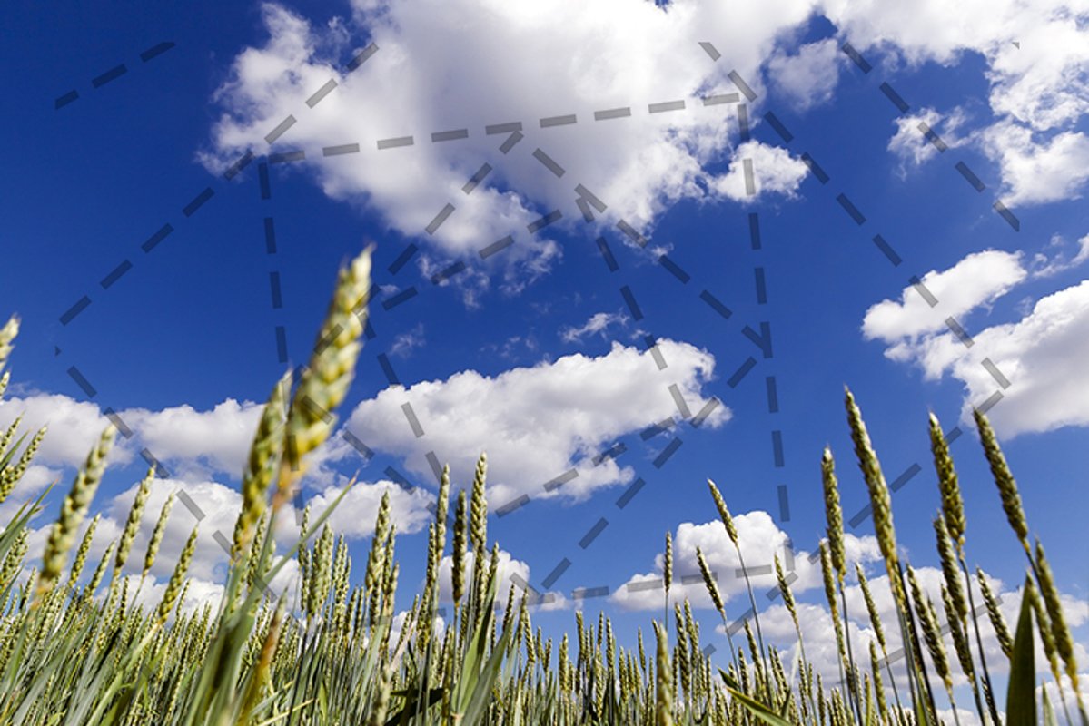 green wheat field example image 1