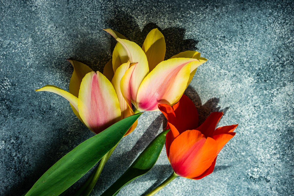 Beautiful tulip flowers example image 1