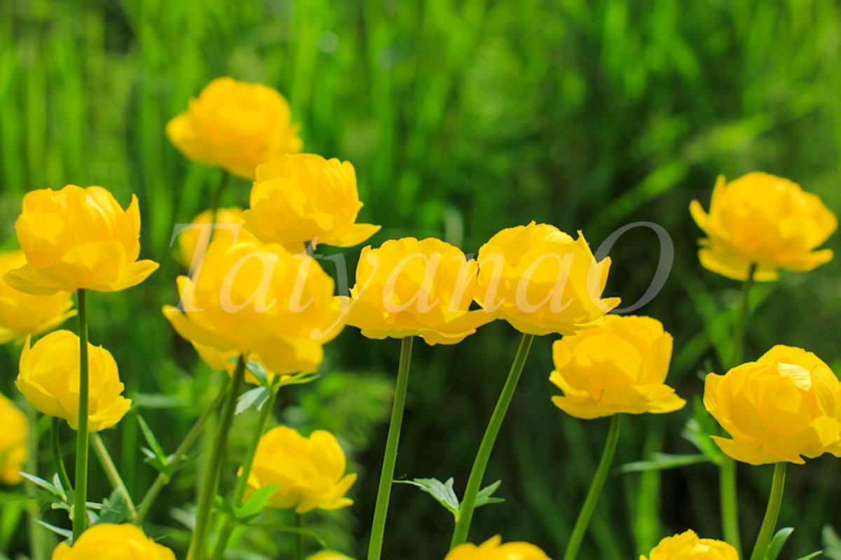 Beautiful yellow Globeflowers European floral background. example image 1