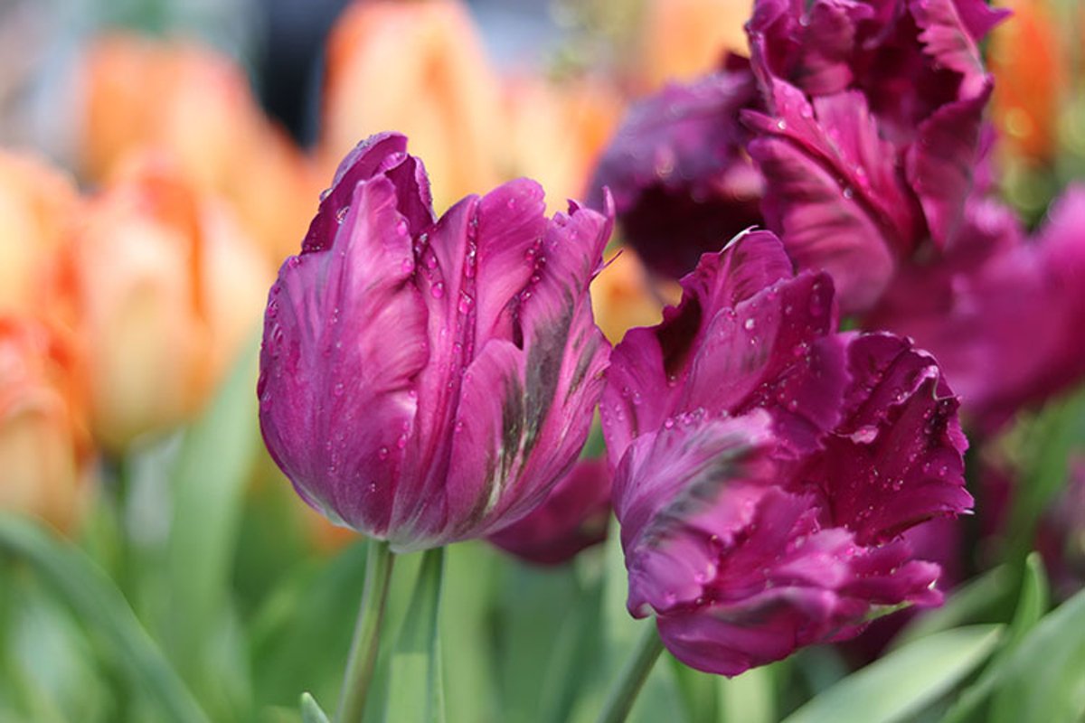 purple flowers tulips close up example image 1