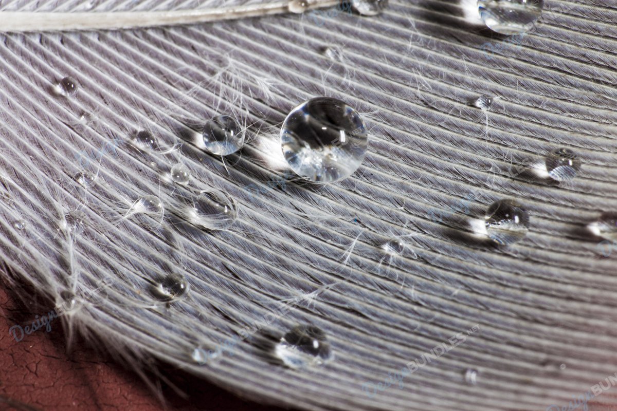 Stock Photo - White feather with water drops example image 1