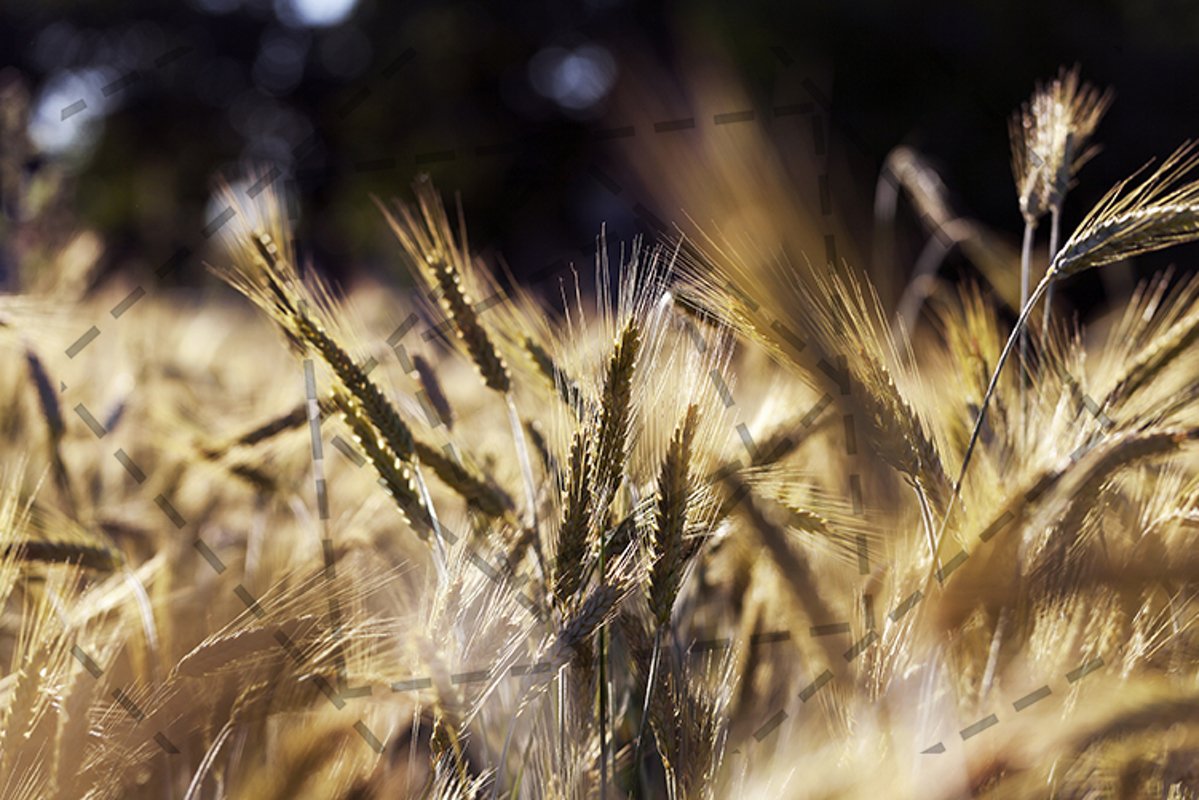 ripe yellow cereals example image 1