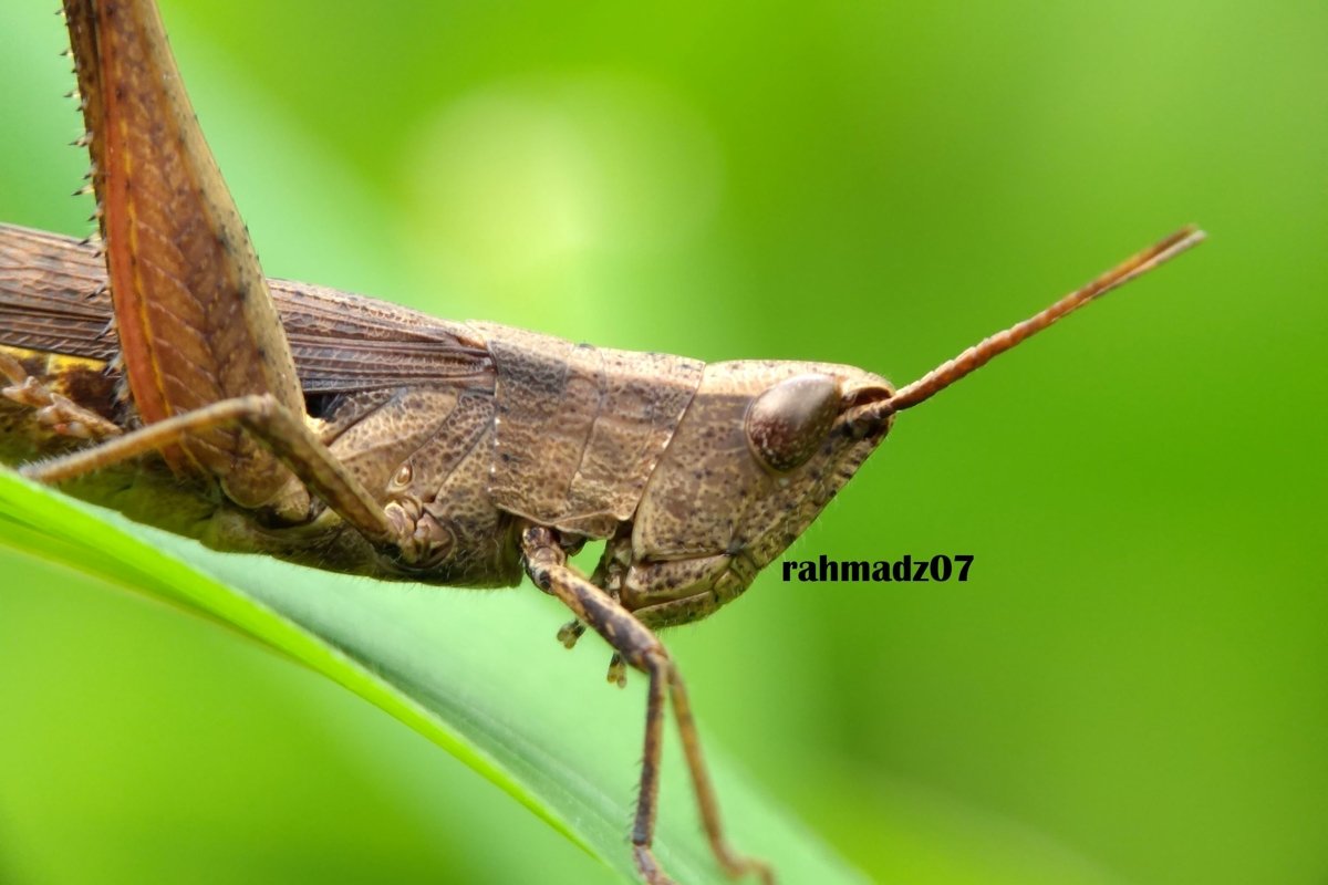 Close up of Grasshopper Against Green Background example image 1