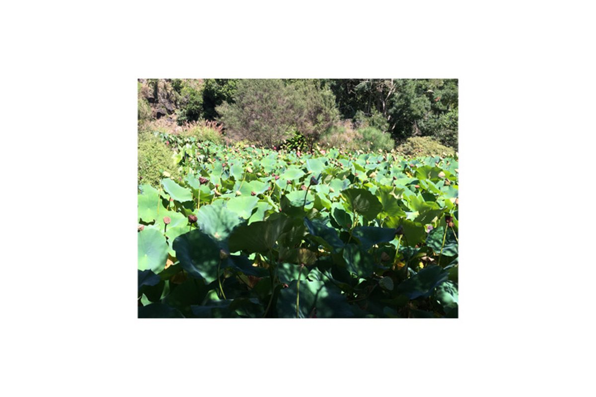 Photo of Nelumbo nucifera with seed head example image 1
