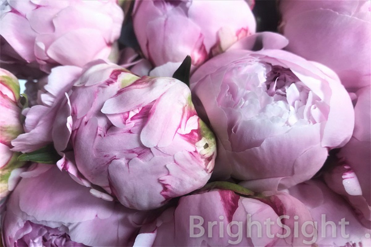 Pink peonies close-up example image 1