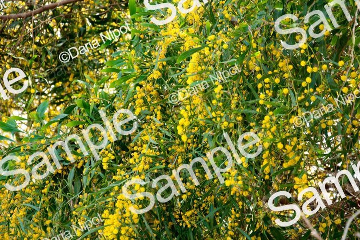 Golden wattle tree flowers. Mimosa. Acacia example image 1