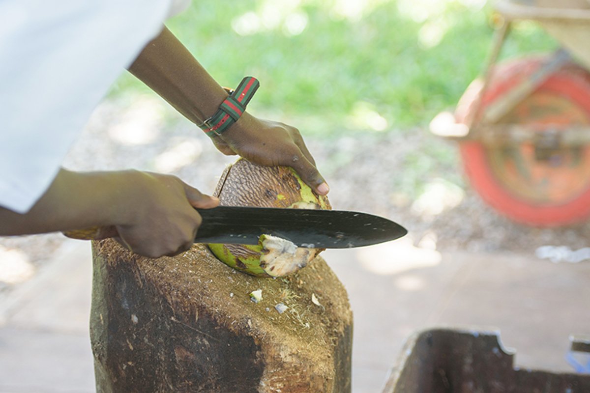 cutting a ripe coconut example image 1