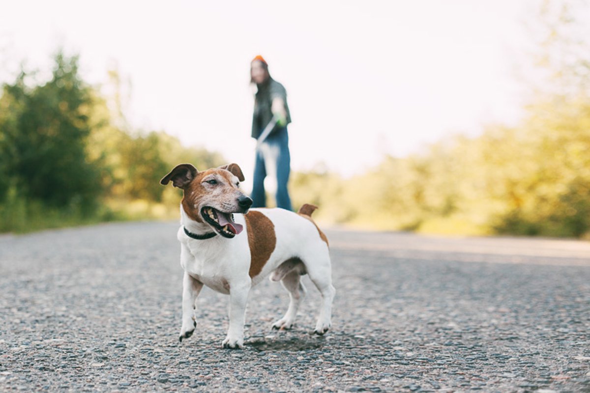 A girl in a green jacket and an orange hat walks with a dog example image 1