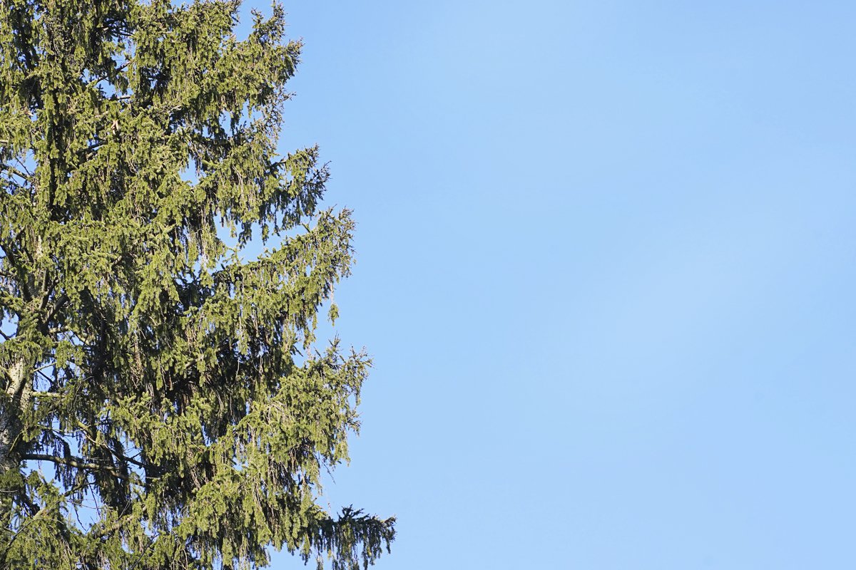 Green conifer with blue skies copy space, spring season example image 1
