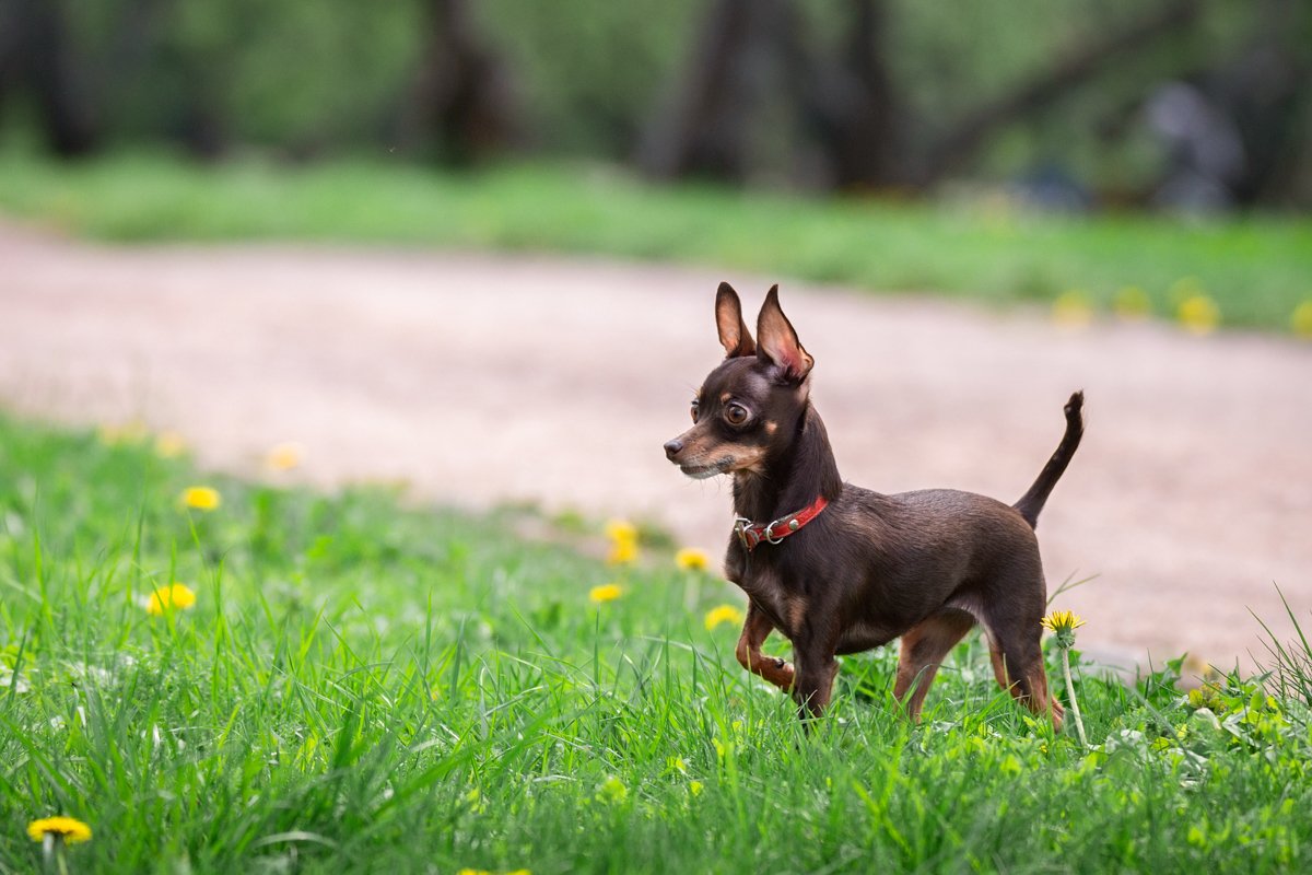 A dog toy terrier example image 1